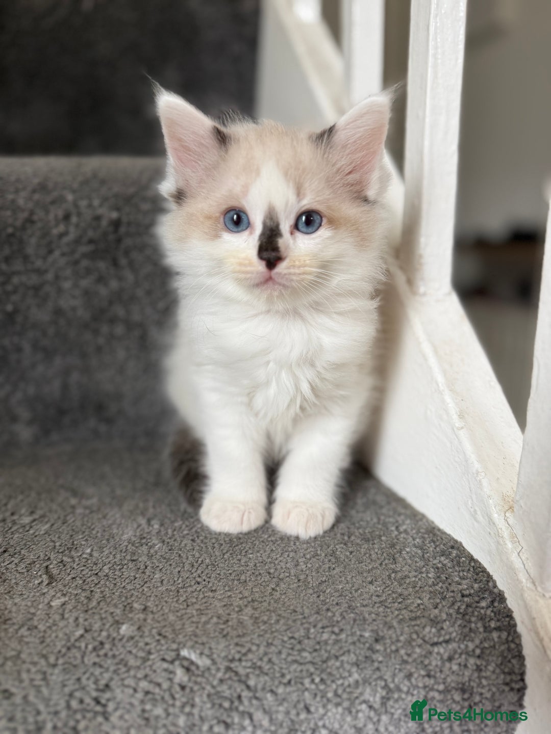 Ragdoll cats for sale: 🎀 Ragdoll kittens 🎀 2 left - Image 4