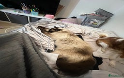 Ragdoll cats for sale: Ragdoll 3 years old Missy female  - Image 2