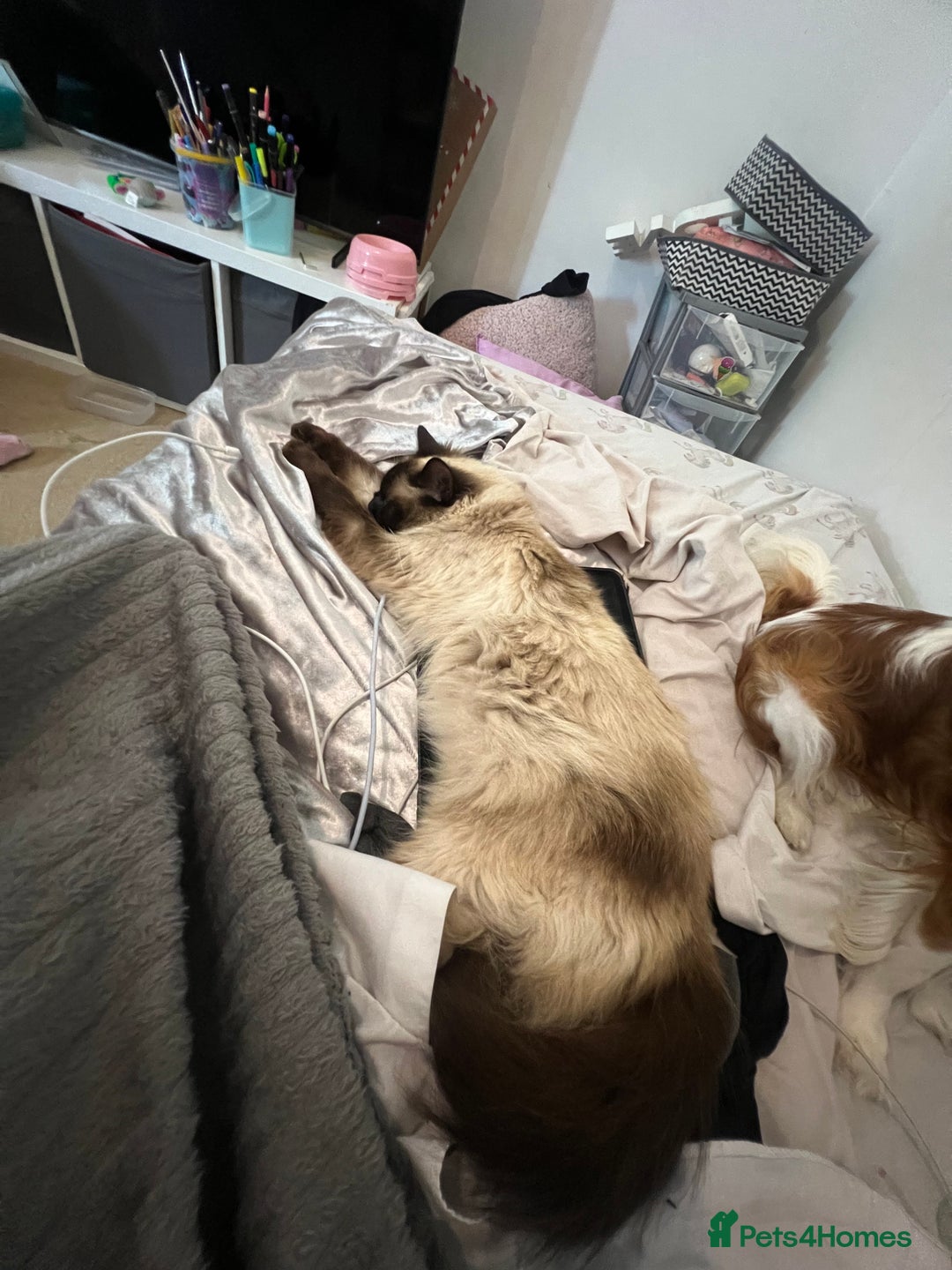Ragdoll cats for sale: Ragdoll 3 years old Missy female  - Image 2