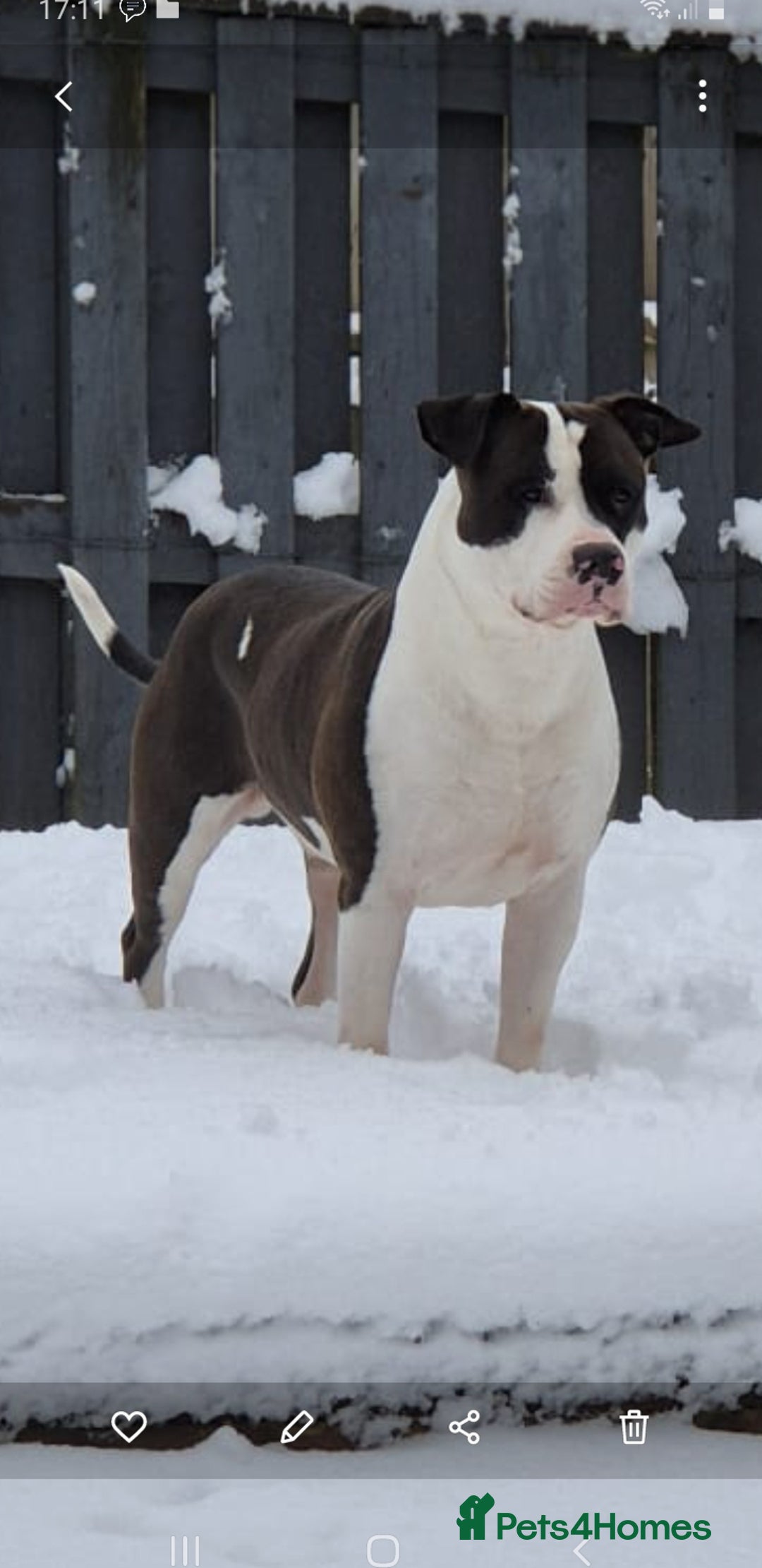 American Bull Staffy dogs for sale: Beautiful Amstaff puppys For Sale - Advert 3