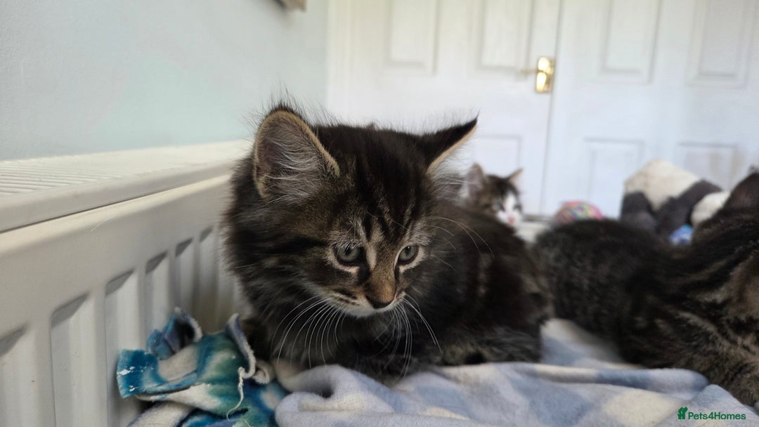Mixed Breed cats for sale: Mixed Breed Kittens - Image 7