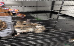 Degus rodents for sale: 2 female Pied Degu, cage/ full set up - Image 2