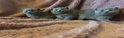 British Shorthair cats for sale: British blue shorthair kittens available 22/10 - Advert 9