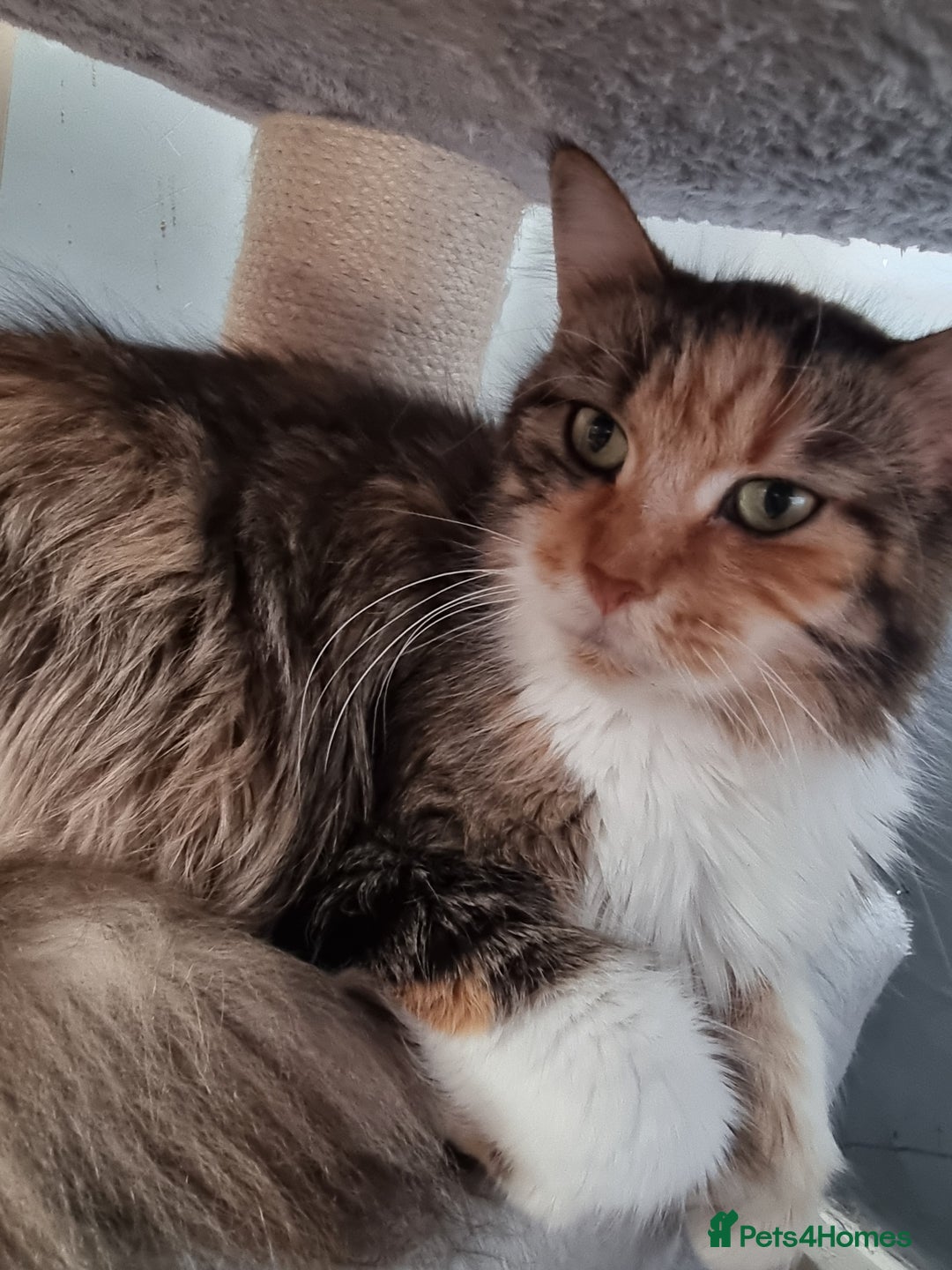 Maine Coon cats for sale: Beautiful Maine Coon kittens  - Image 16