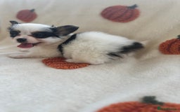 Papillon dogs for sale: 2 Beautiful Pedigree Female Papillons  - Image 16