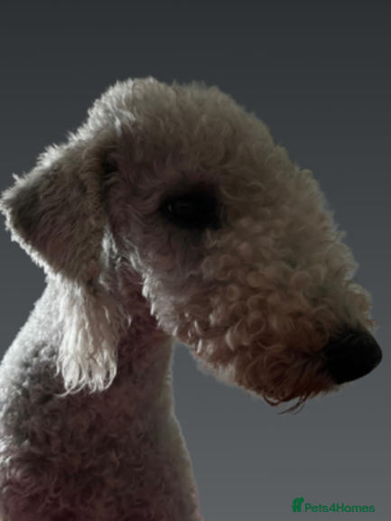 Bedlington Terrier dogs Bedlington Terrier KC registered dogs - Advert 1
