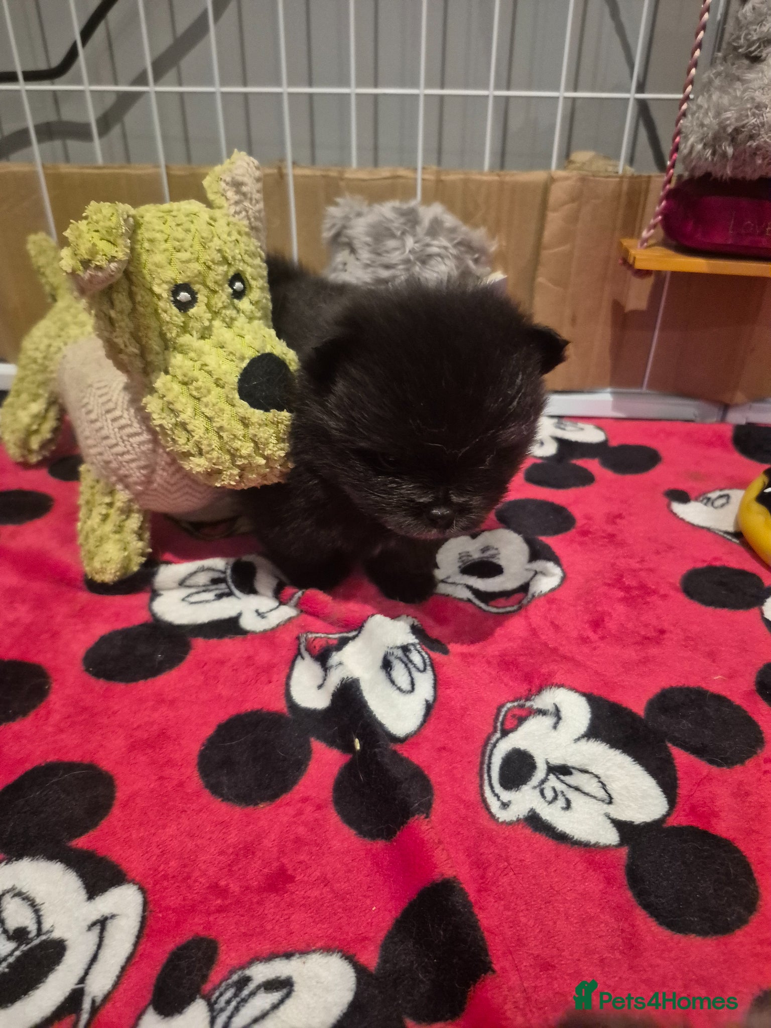 Pomeranian dogs for sale: Mini pomeranian puppies excel Russian bloodlines - Advert 30
