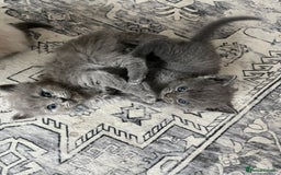 Ragdoll cats for sale: One beautiful blue boy Ragdoll x BSH - Image 1