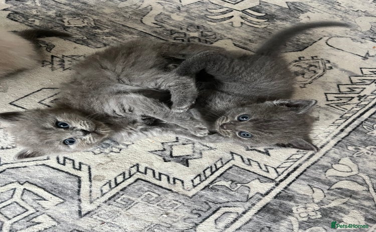 Ragdoll cats - Advert 7