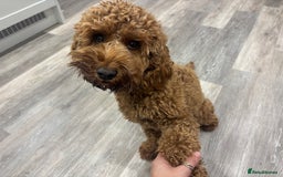 Cockapoo dogs for sale: Cockapoo Puppies  - Image 13
