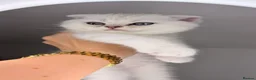 Scottish Fold cats for sale: Ocean-blue eyes Scottish Folds/Straight - Advert 35