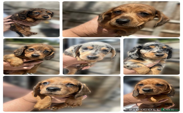 Dachshund dogs - Advert 8