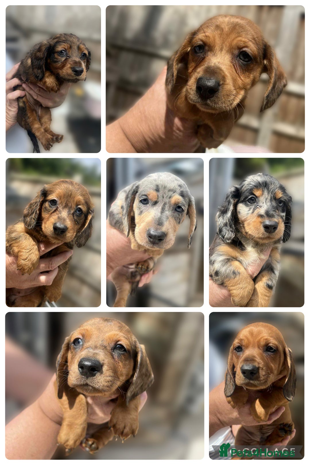 Dachshund dogs for sale: 6 beautiful Dapple Dachshunds left - Image 1