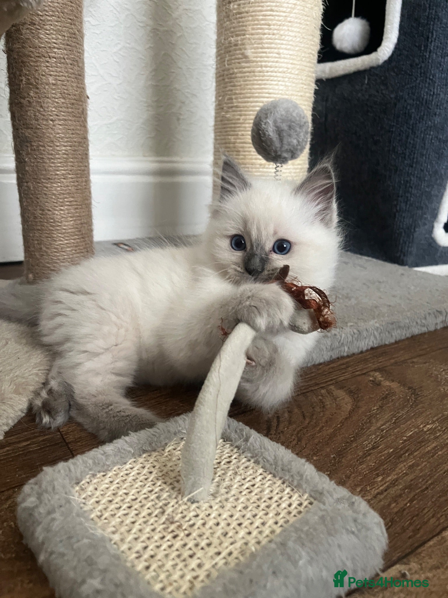Ragdoll cats GCCF Registered Ragdoll Kittens  - Advert 2