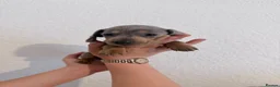 Miniature Dachshund dogs for sale: Beautiful dachshunds !   - Advert 15