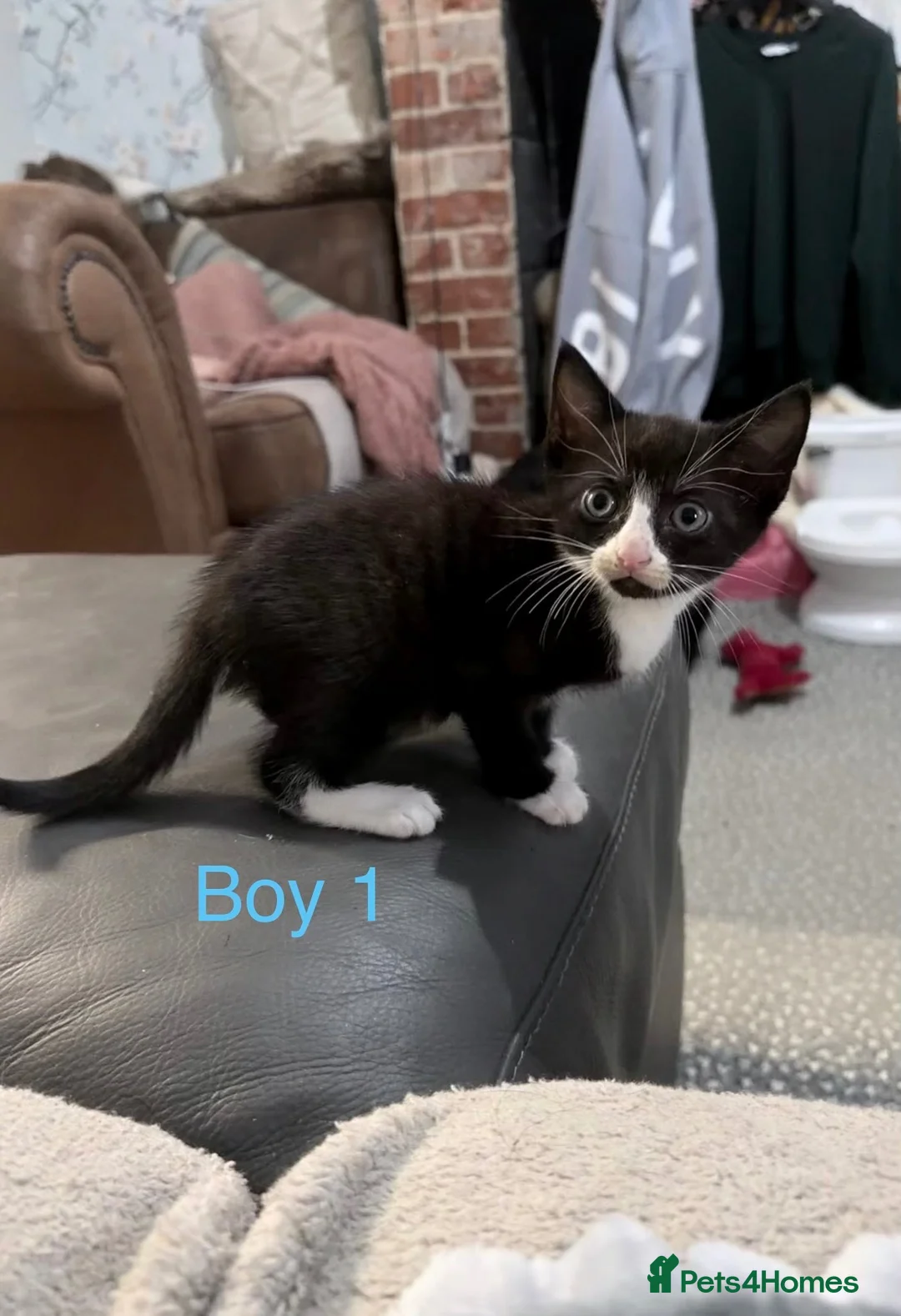 Mixed Breed cats for sale: 3 kittens ready for new homes  - Advert 1