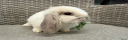 Mini Lop rabbits for sale: Friendly mini lops available  - Advert 2