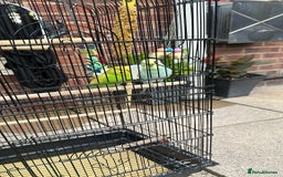 Budgerigars birds for sale: Male and Female Budgies with Cage and Accessories  - Image 1