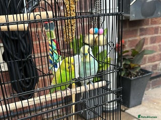 Budgerigars birds - Advert 37