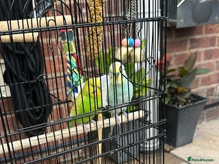 Budgerigars birds Male and Female Budgies with Cage and Accessories - Advert 10
