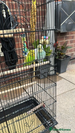 Budgerigars birds - Advert 10