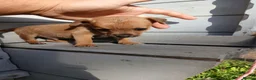 Border Terrier dogs for sale: 2 border terrier puppies for sale  - Advert 5