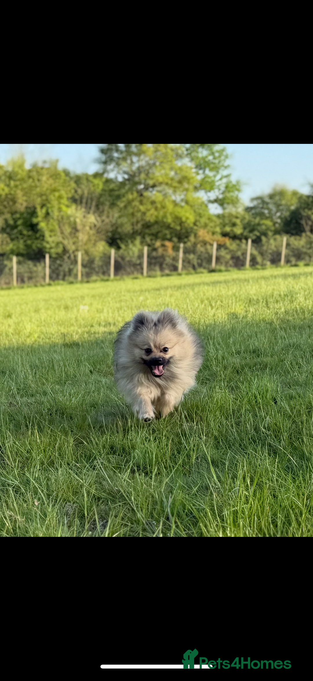 Pomeranian dogs for sale: Not taking more queries currently  - Image 3