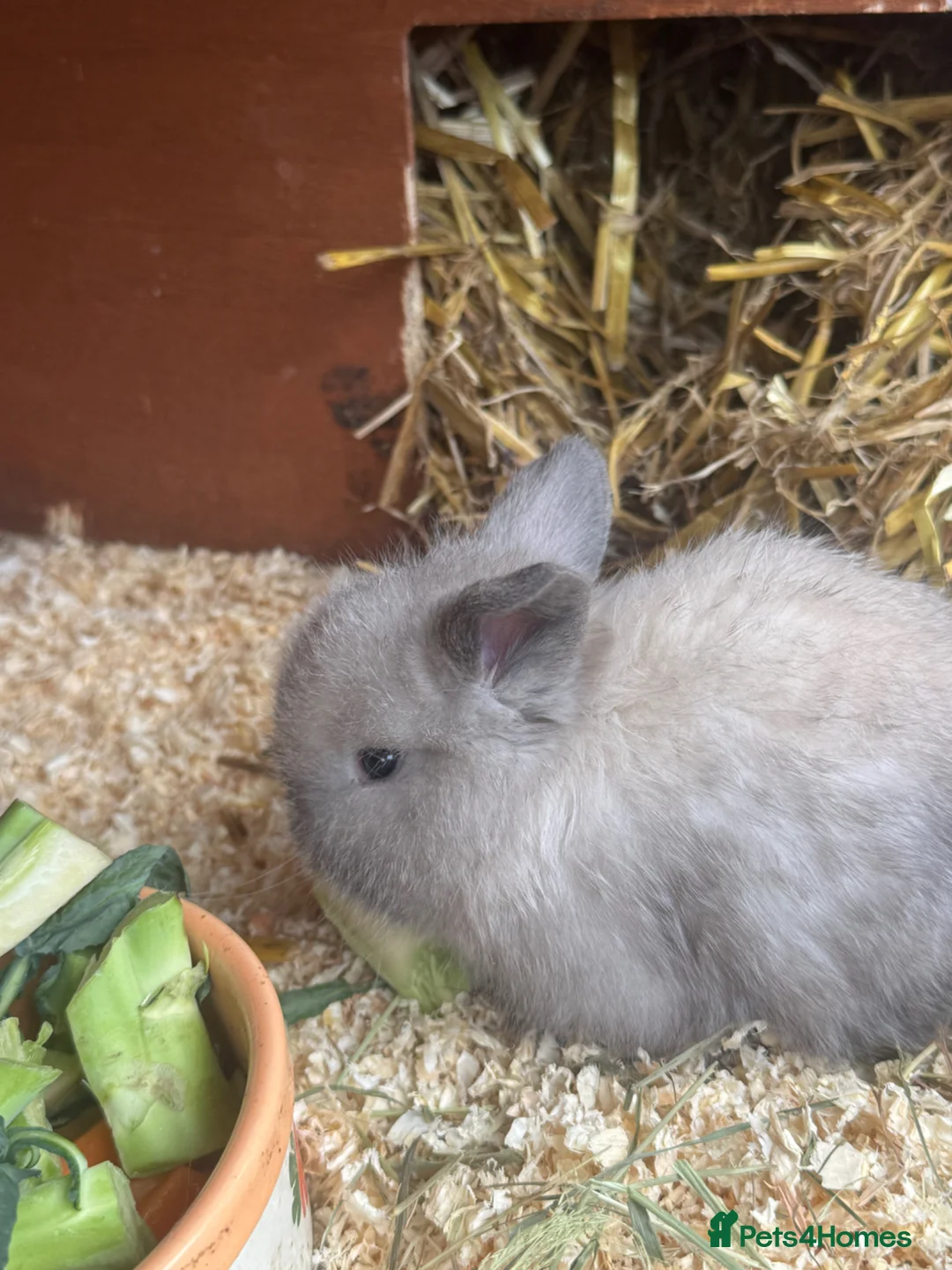 Mini Lop rabbits for sale: Beautiful mini lop rabbits  - Advert 2