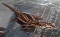 Gecko reptiles for sale: Juvenile Gargoyle Geckos - Image 2