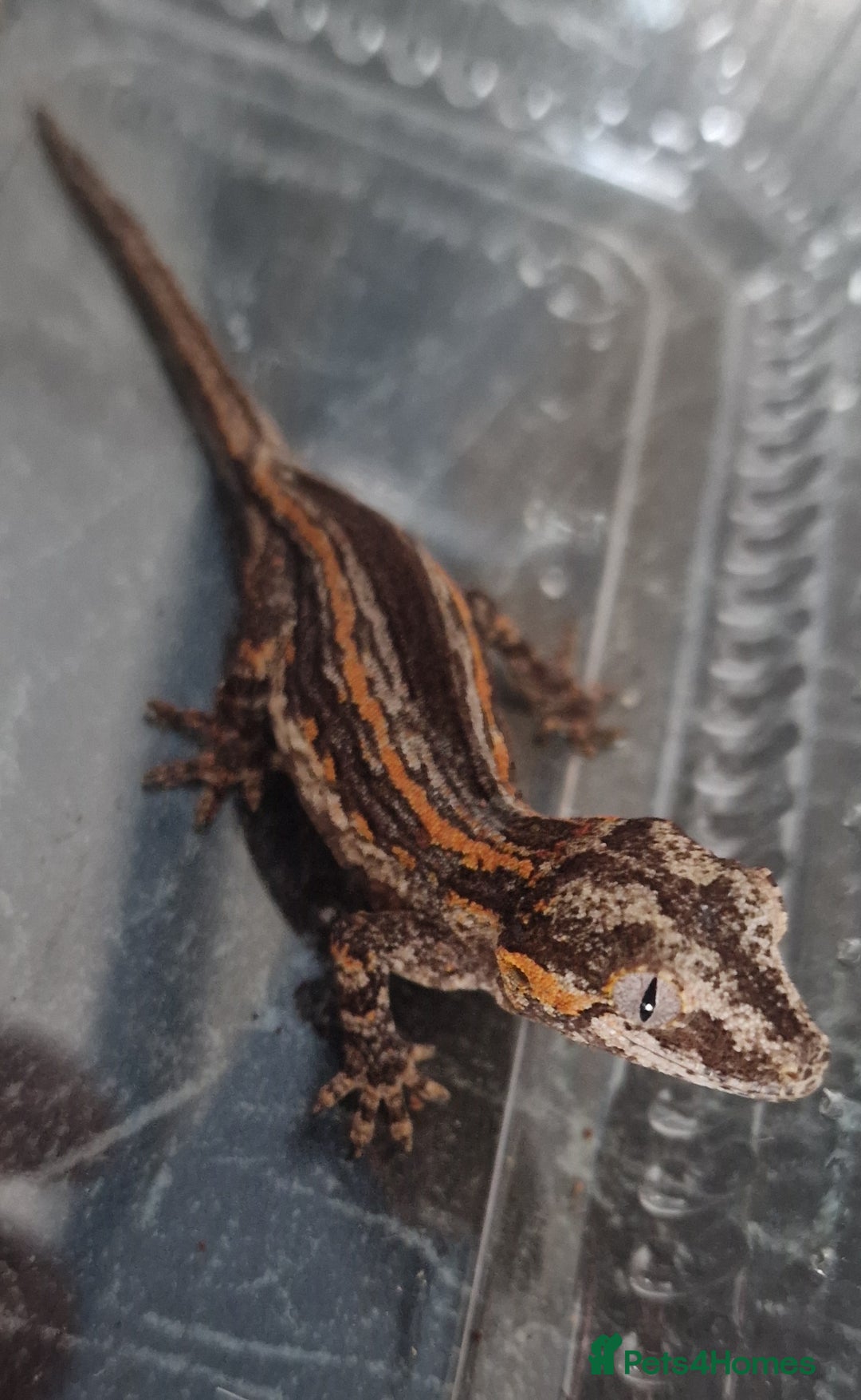 Gecko reptiles for sale: Juvenile Gargoyle Geckos - Image 2