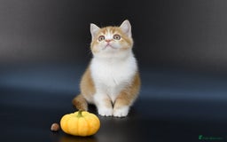 Scottish Fold cats for sale: LICENSED CATTERY, PURE BREED TOP QUALITY KITTENS - Image 23