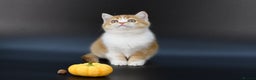 Scottish Fold cats for sale: LICENSED CATTERY, PURE BREED TOP QUALITY KITTENS - Advert 28