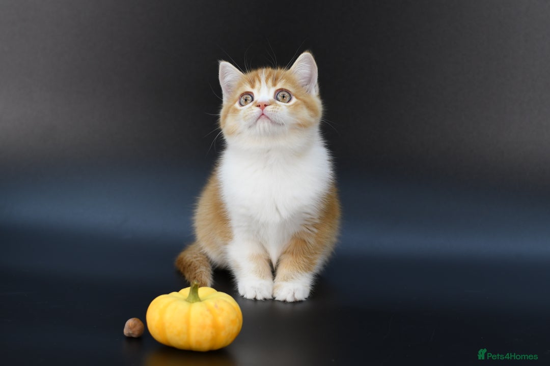 Scottish Fold cats for sale: LICENSED CATTERY, PURE BREED TOP QUALITY KITTENS - Image 23