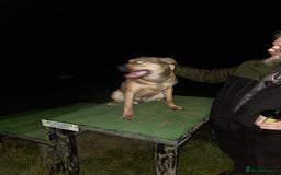 Mixed Breed dogs for sale: 9 month old rottweiler cross looking for new home  - Image 1