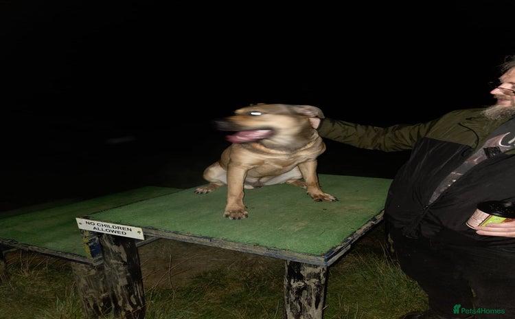 Mixed Breed dogs - Advert 1