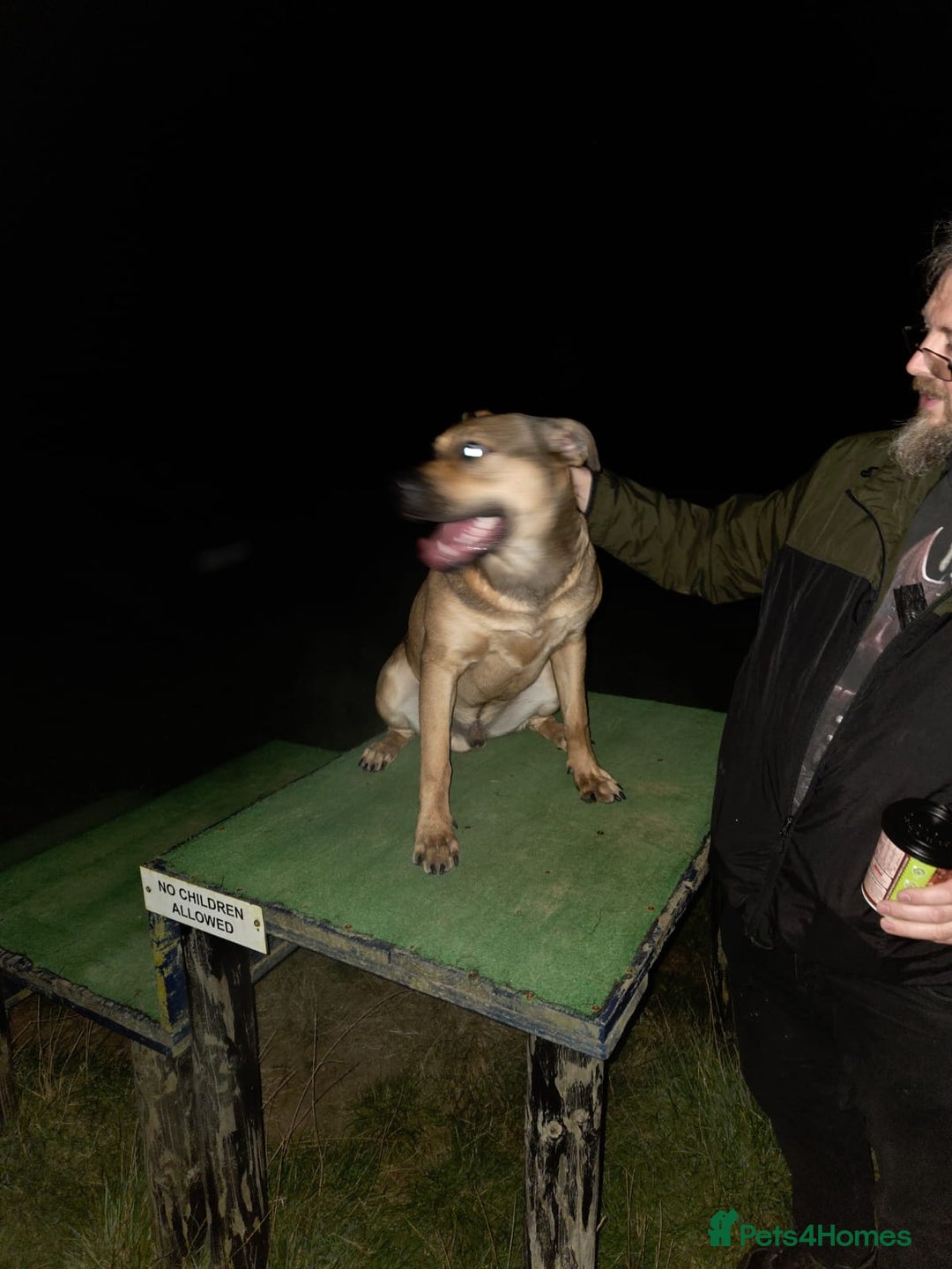 Mixed Breed dogs for sale: 9 month old rottweiler cross looking for new home  - Image 1