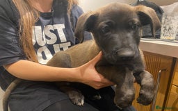 Mixed Breed dogs for sale: GREAT DANE X GERMAN SHEPHERD PUPPIES READY TO GO - Image 14