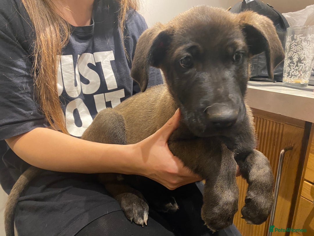 Mixed Breed dogs for sale: GREAT DANE X GERMAN SHEPHERD PUPPIES READY TO GO - Image 14