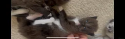 Ragdoll cats for sale: CINNAMON RAGDOLLS - GIRL AND BOY 🐻🤎🧸 - Advert 11