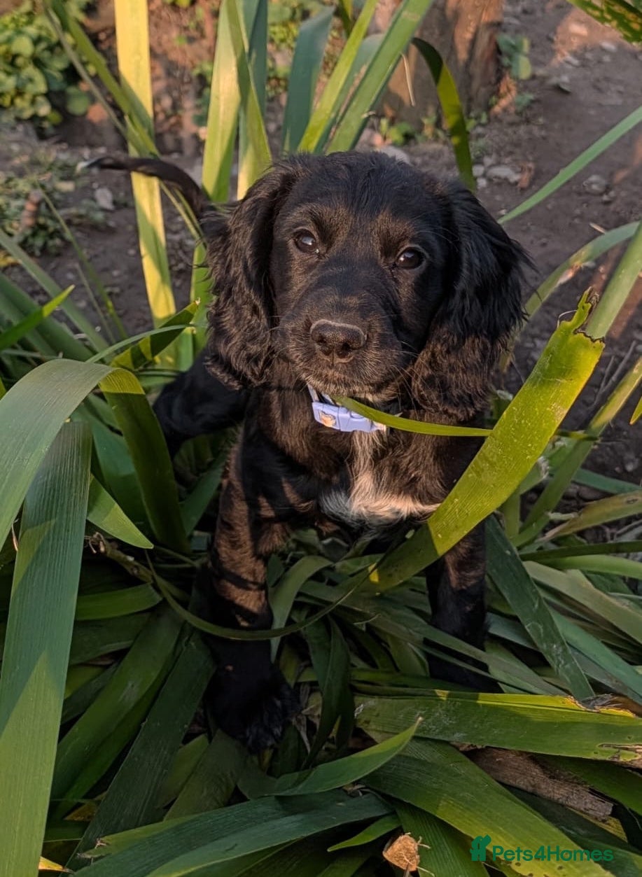 Cocker Spaniel dogs KC Cocker Spaniel pups, 1 black girl available  - Advert 12