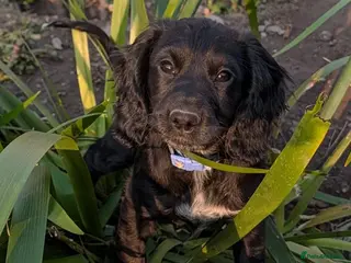 Cocker Spaniel dogs KC Cocker Spaniel pups, 1 black girl available - Advert 12