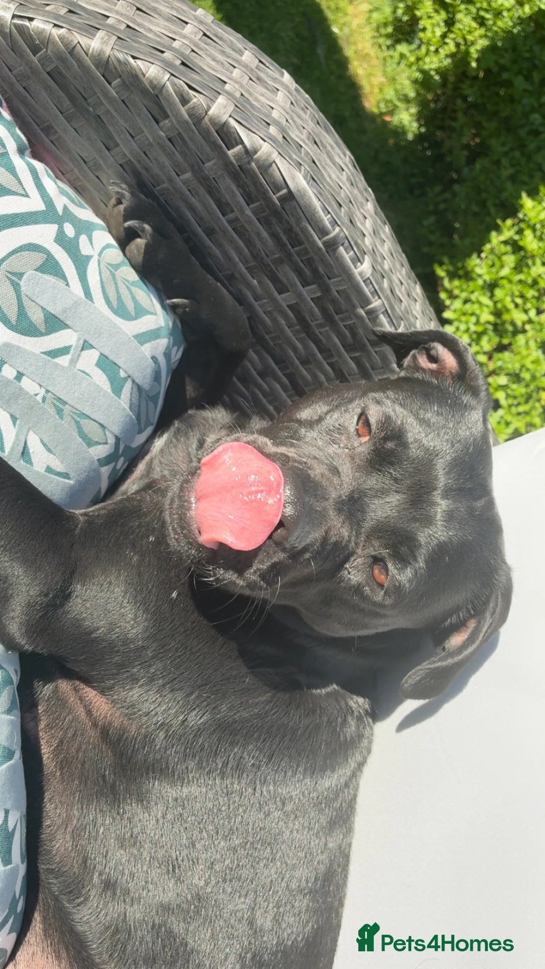 Staffordshire Bull Terrier dogs for sale: 3 year old female Staffordshire bullterrier  - Advert 2