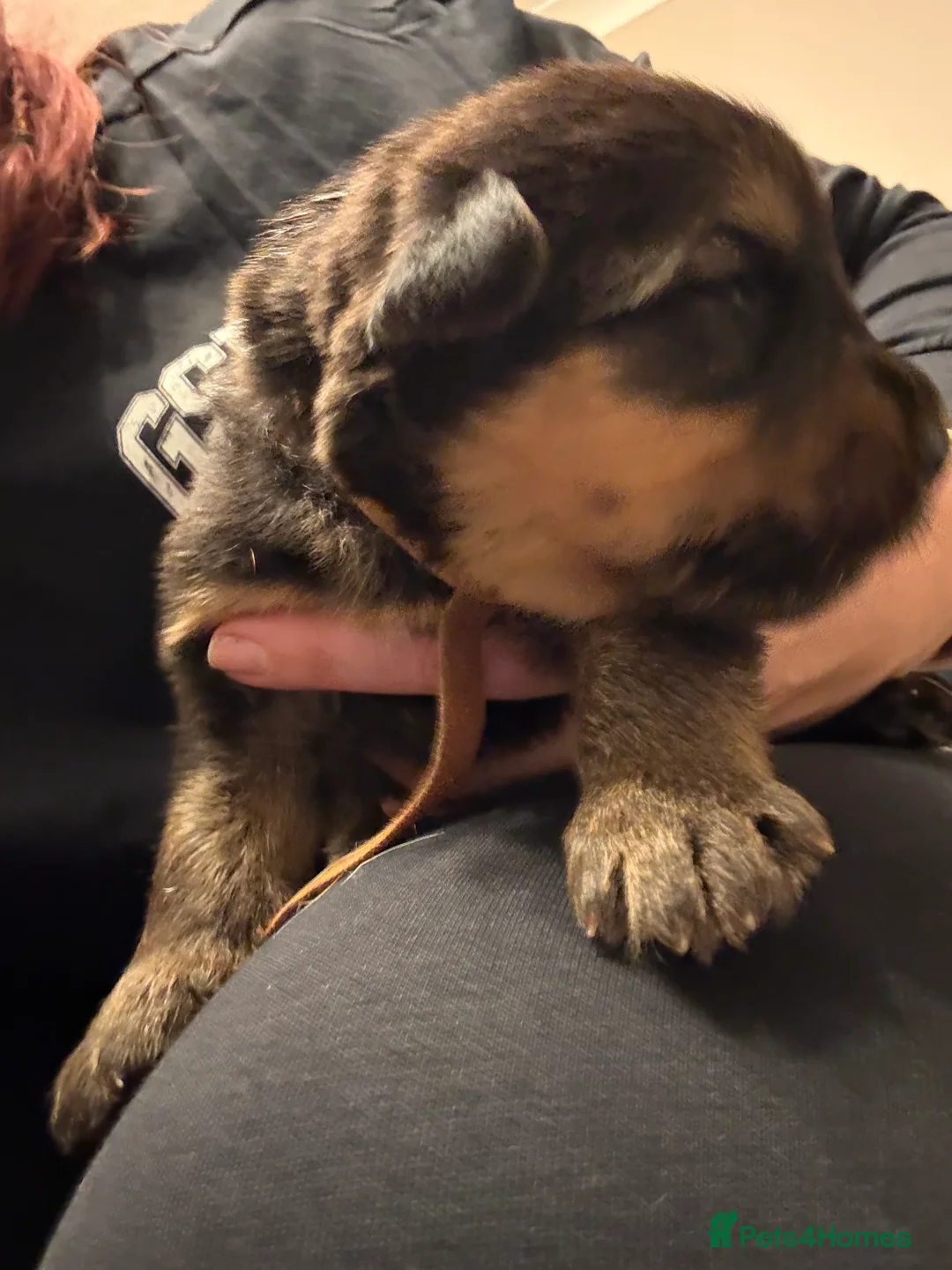 Mixed Breed dogs for sale: Shepweiler Puppies (GSD x Rottie) - Advert 10