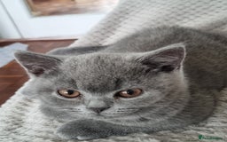 British Shorthair cats for sale: Sweet affectionate happy British Shorthair.  - Advert 2