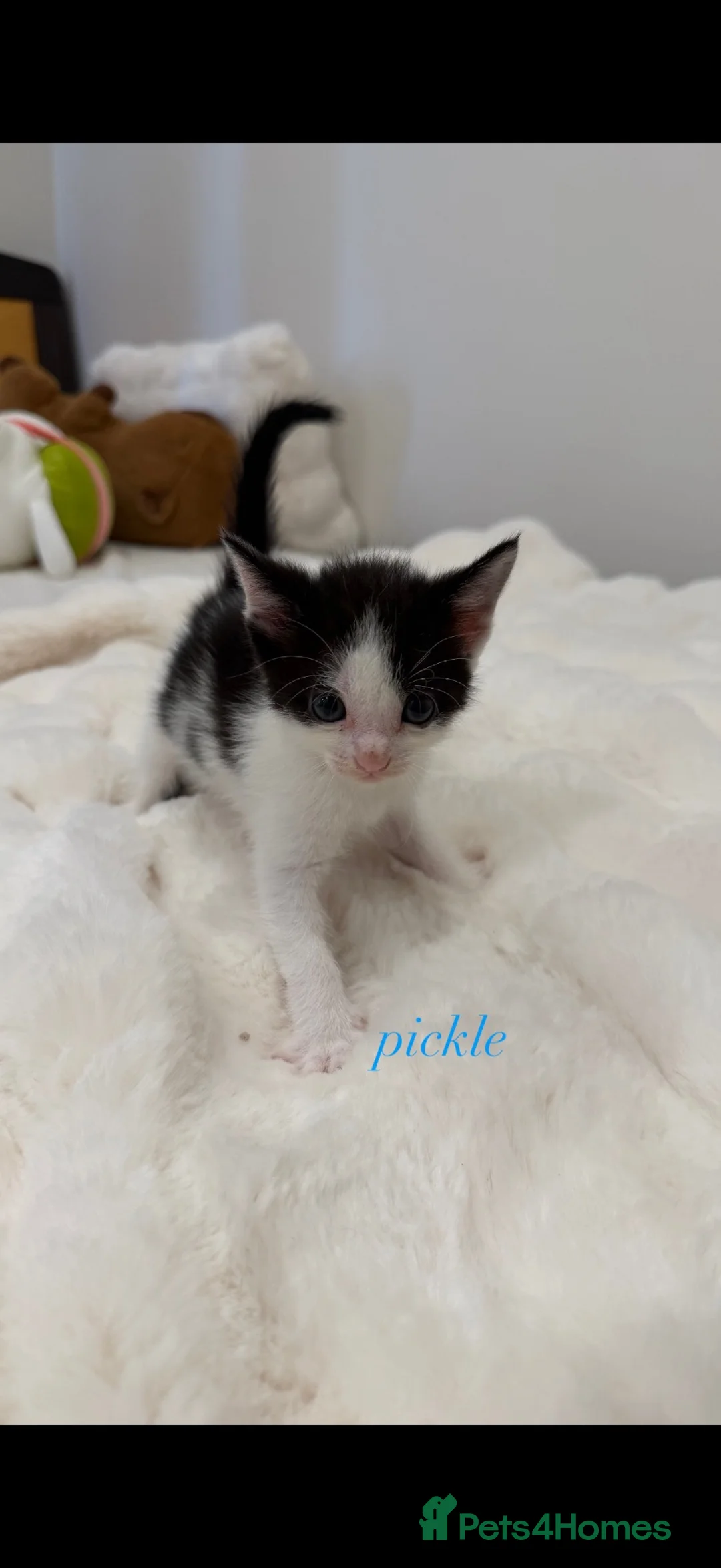 Mixed Breed cats for sale: Kittens  - Advert 7