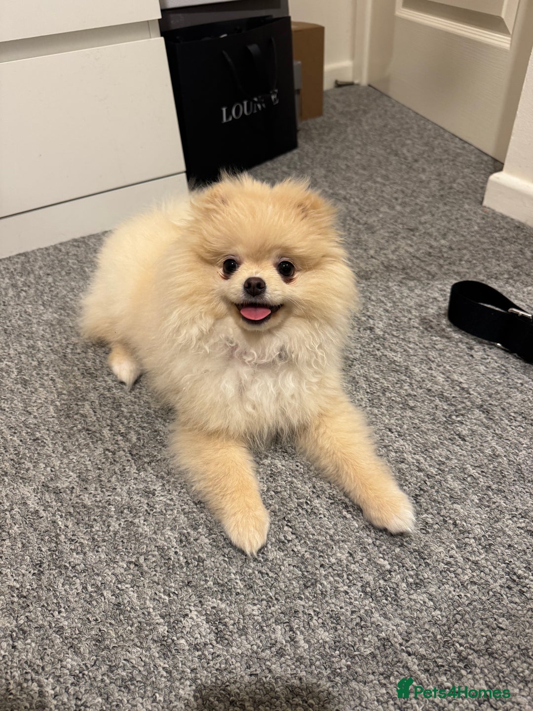 Pomeranian dogs for sale: Pomeranian Girl - Advert 1