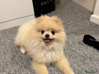 Pomeranian dogs Pomeranian Girl - Advert 1