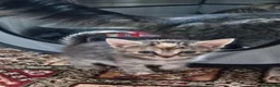 Mixed Breed cats for sale: Male /female lovely kittens  - Advert 5