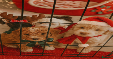 Cockapoo dogs 🐾✨  Ruby’s Toy Cockerpoo Pups Have Arrived! ✨🐾 - Advert 14