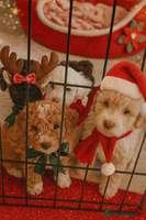 Cockapoo dogs 🐾✨ Ruby’s Toy Cockerpoo Pups Have Arrived! ✨🐾 - Advert 14